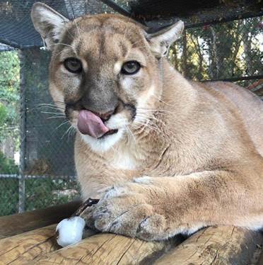 A Cougar named Leno eating an ice pop